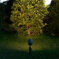 Garden spotlight creating warm uplighting on flowering shrubs and golden foliage in evening landscape
